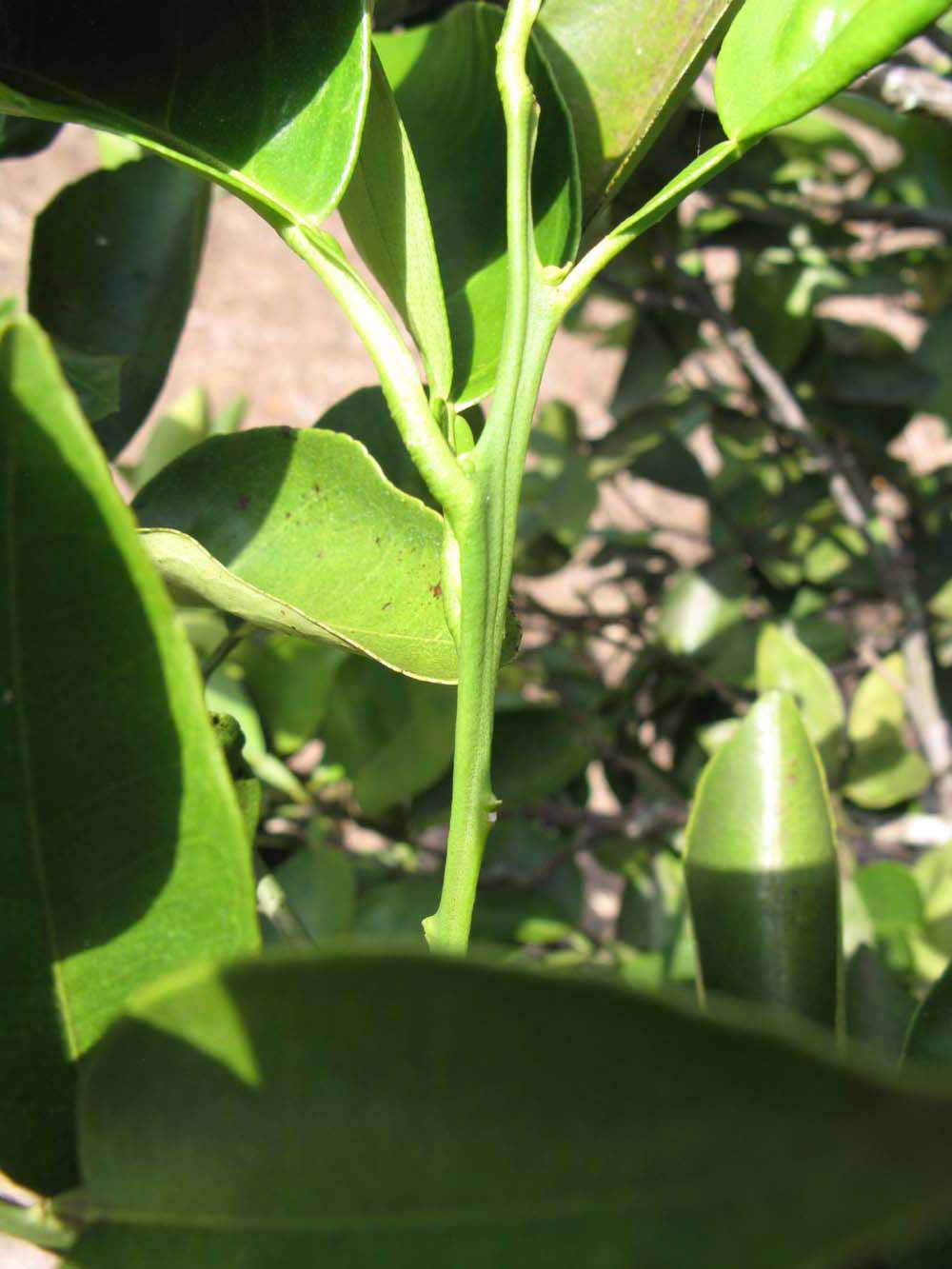            First year twig (Winter Haven, FL)   